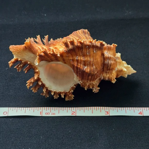 Unique Natural Seashell Collection-30yo Rare Hawaiian & 20yo Floridian, 2"-4.5" - Picture 5 of 15